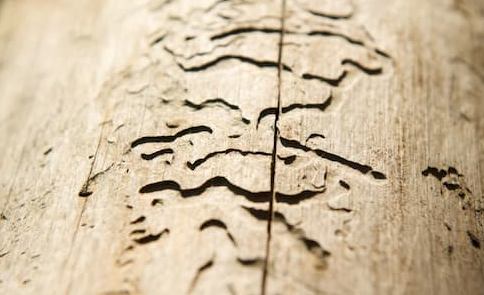 Daños por termitas en madera